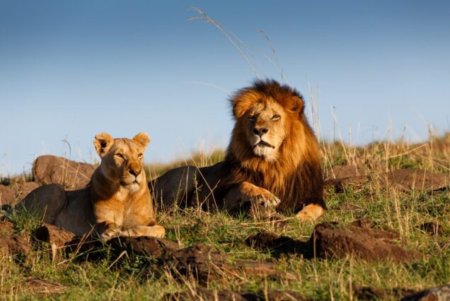 6 Days 5 Nights Safari From Nairobi Kenya to Lake Nakuru & Bogoria,Lake Naivasha & Masai Mara