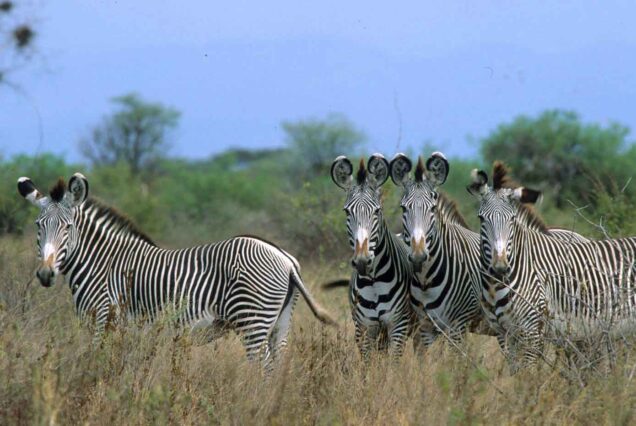 Samburu Buffalo Safari from Nairobi Hotel/Airport  – 3 Days 2 Nights