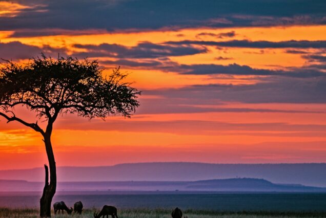 Safari Masai Mara National Reserve from Nairobi Hotel/Airport  –3 Days 2 Nights