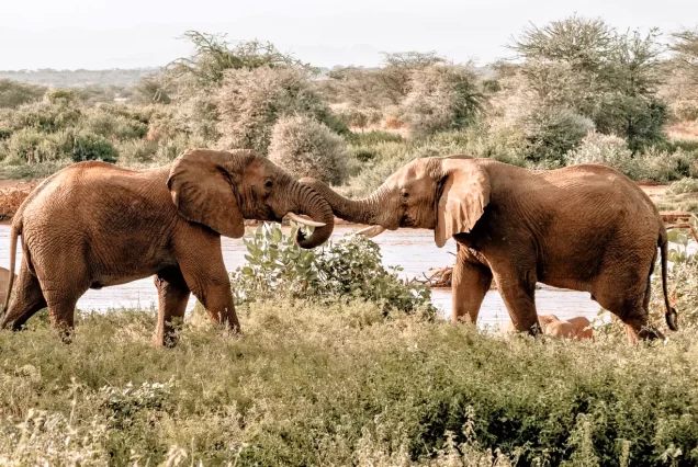 8 Days Safari from Nairobi to Samburu, Lake Nakuru & Lake Naivasha and Masai Mara