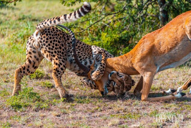 6 Days 5 Nights Safari From Diani Beach to Tsavo East , Amboseli,Lake Nakuru,Masai Mara