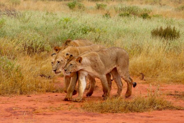 Tsavo East  & Kilimanjaro/Amboseli National Parks – 3 Days 2 Nights