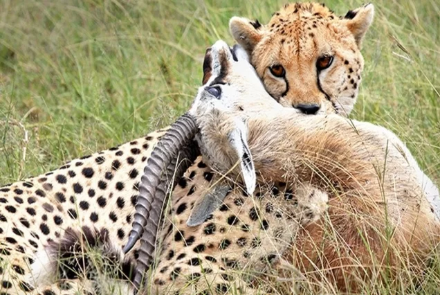 Tsavo West ,Amboseli/Kilimanjaro & Tsavo East – 5 Days 4 Nights