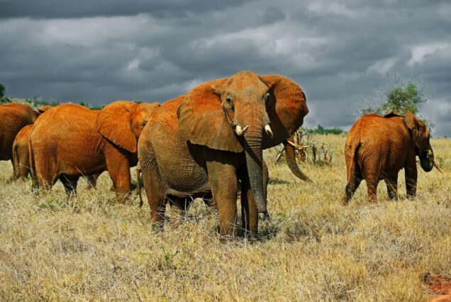 Red elephant Tsavo East  & Mzima Springs Tsavo West  National Parks – 3 Days 2 Nights