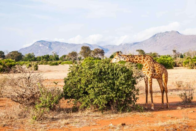 Tsavo East  & Kilimanjaro/Amboseli & Taita Hills/Saltlick Lodge – 4 Days 3 Nights