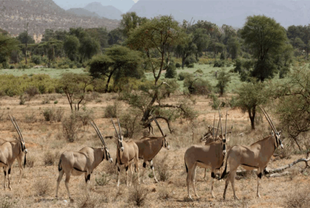 4 Days 3 Nights Ol Pejeta Conservancy & Samburu Safari