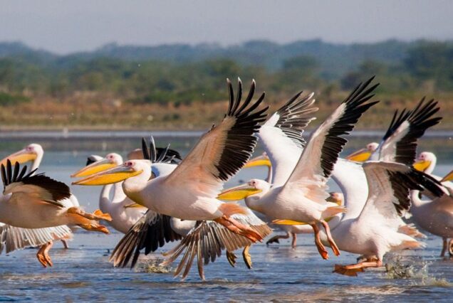 12 Days Amboseli,Aberdare,Samburu,Olpejeta,Lake Naivasha & Masai Mara National Reserve Magical Kenya Safari