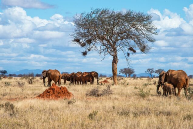 3 Days & 2 Nights Visiting Tsavo East National Park