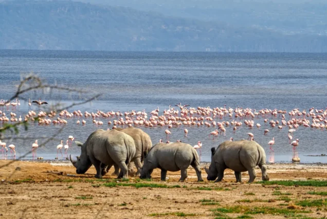 7 Days Safari from Nairobi to Masai Mara, Lake Nakuru, Lake Naivasha, Amboseli drop off Kenya Coast beach resort.