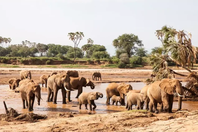 7 Days Safari from Nairobi to Samburu, Aberdare, Lake Nakuru, Lake Naivasha and Masai Mara