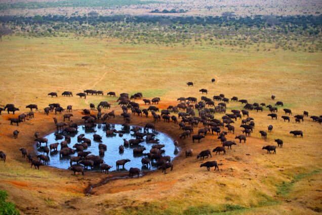 2 Days & 1 Night Tsavo East National Park Safari