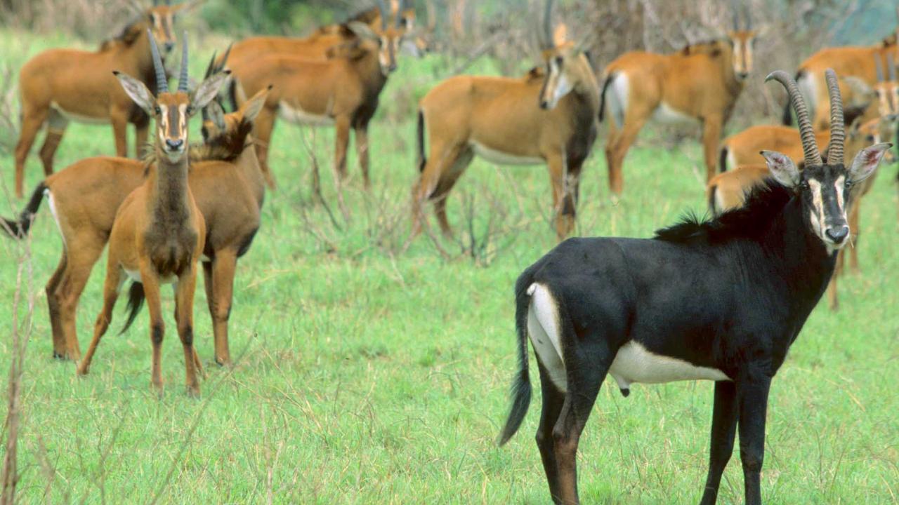Mombasa Day Trips Shimba Hills