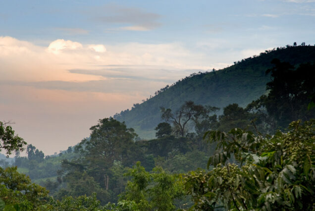 Bwindi Impenetrable Forest Uganda
