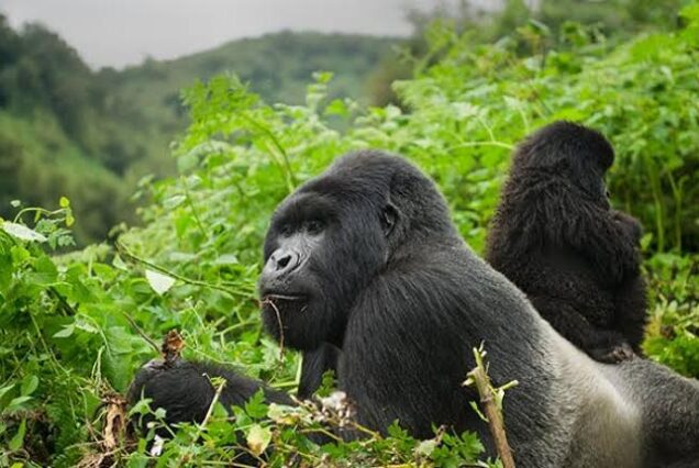 Day Trip Gorilla Trek in Volcanoes National Park