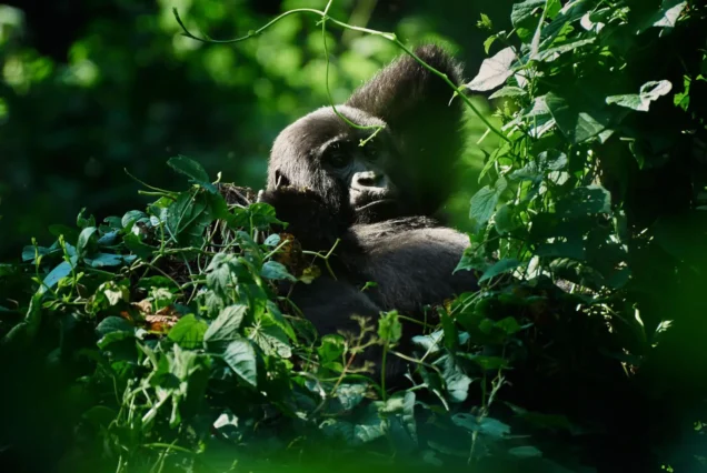 Gorilla Trekking Bwindi Uganda