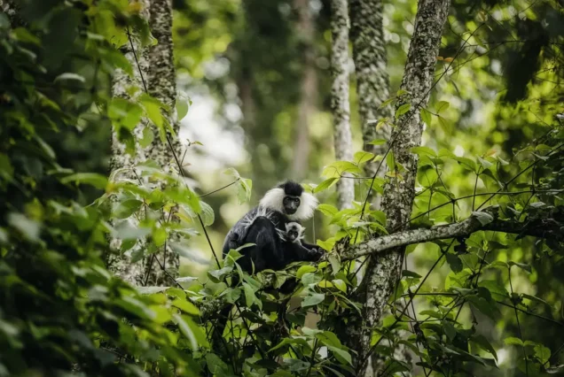 Monkey Nyungwe Forest Rwanda