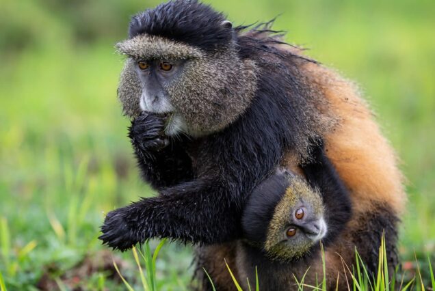 Golden Monkey Trekk Rwanda