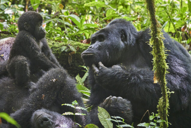 Gorilla Trekking Experince in Bwindi Forest