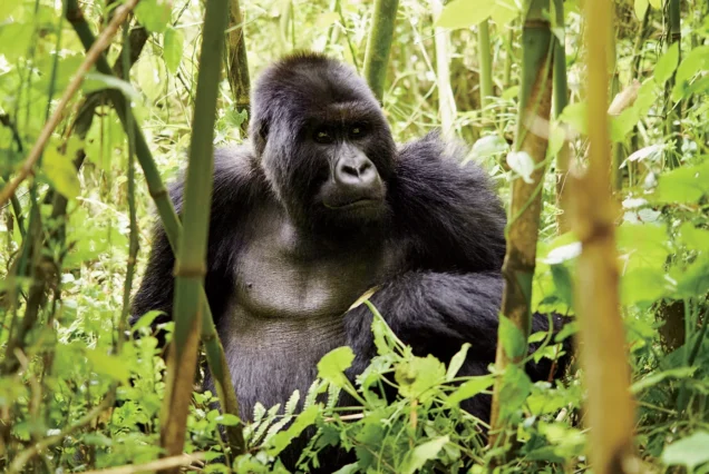 Gorilla Trekking Volcanoes National Park Rwanda