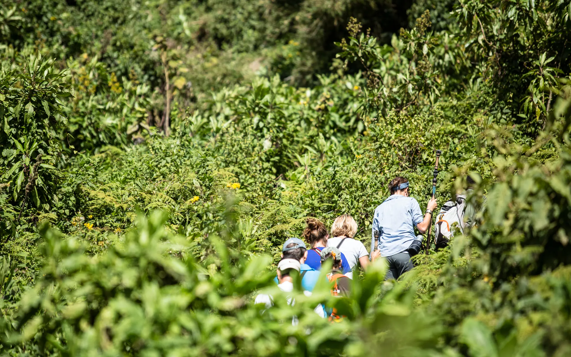 Gorilla tracking bwindi impenetrable national park